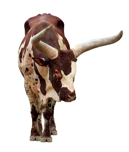 stock image Strong red brown bull ox isolated