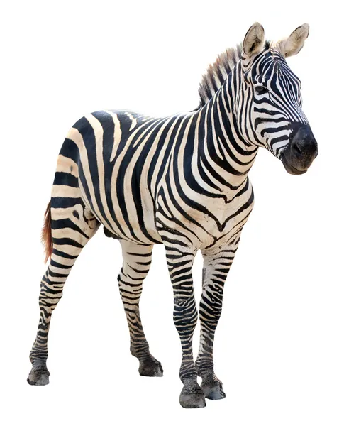 Изолированная зебра — стоковое фото