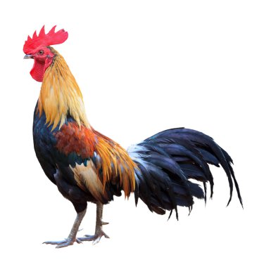 Thailand male chicken , rooster isolated clipart
