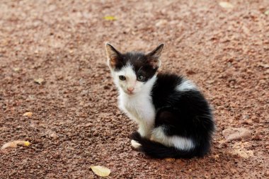 oturma sevimli genç yavru kedi