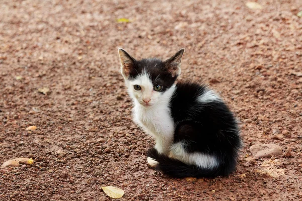 stock image Cute young kitten sitting