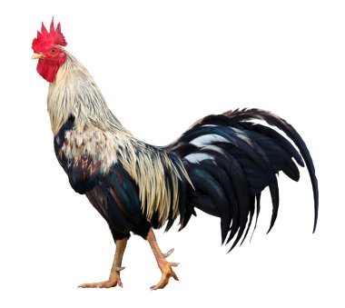 Thai rooster on white background clipart