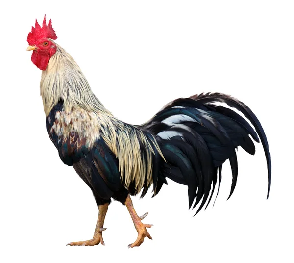 Gallo tailandés sobre fondo blanco — Foto de Stock