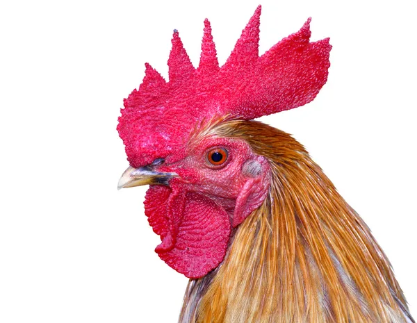 Thai red rooster head on white background — Stock Photo, Image