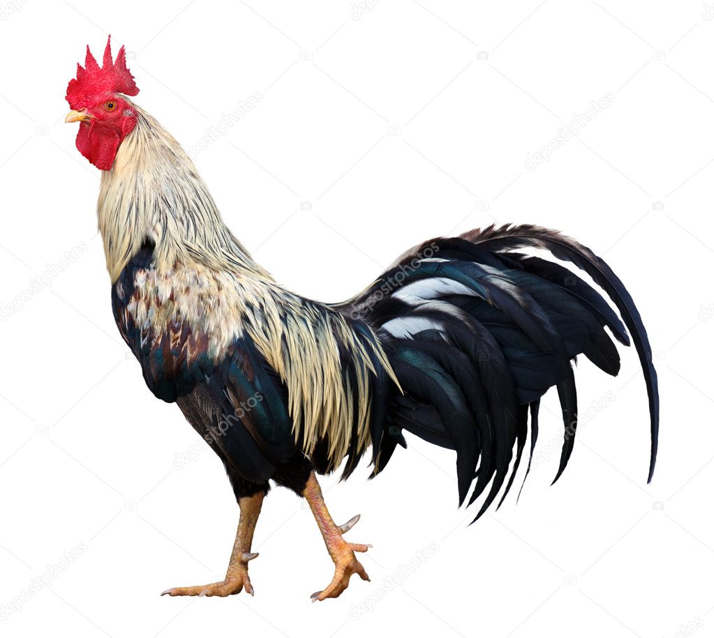 Thai rooster on white background