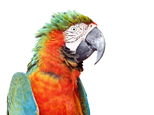 Beyaz arka plan üzerinde izole renkli portakal papağan Amerika papağanı — Stok fotoğraf
