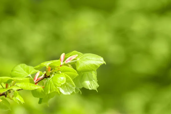 Green spring background with shallow focus and refflection — Stock Photo, Image