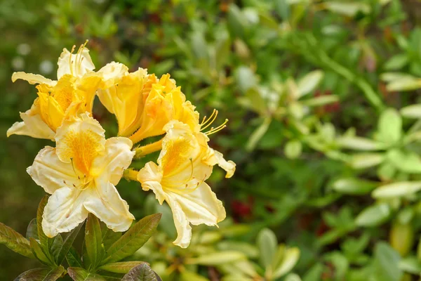 Yellow azalea rhododendron flowers in full bloom — Stock Photo, Image