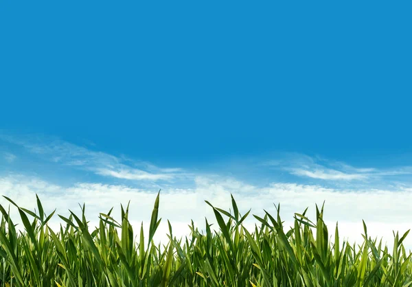 Spring green grass field — Stock Photo, Image
