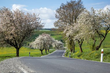 Road with alley of cherry trees in bloom clipart