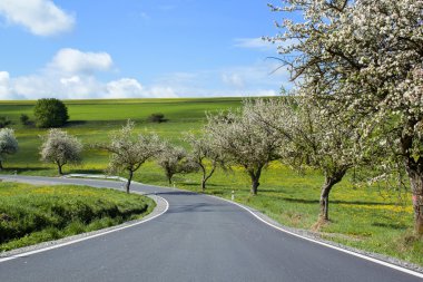 kiraz ağaçları çiçek sokak olan yol