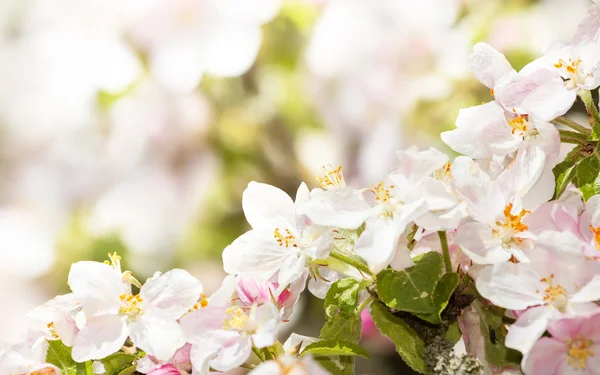 Maçã florescente na primavera com foco muito superficial — Fotografia de Stock