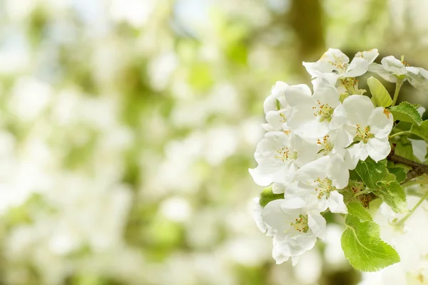 Цветущий цветок весной с очень мелким фокусом — стоковое фото