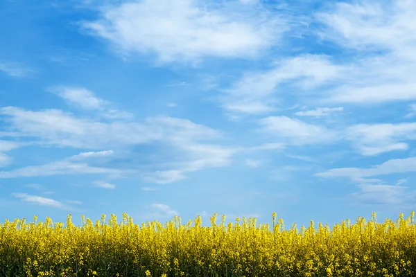 Желтое поле с голубым небом — стоковое фото