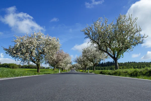 Estrada com beco de cerejeiras em flor — Fotografia de Stock