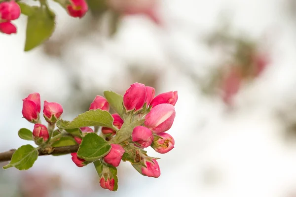Весенний цветок с неглубоким фокусом — стоковое фото