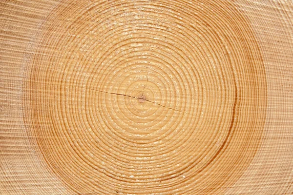 Slice of wood timber — Stock Photo, Image