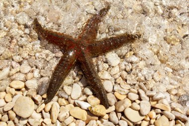 marrón estrella de mar en la playa de guijarros