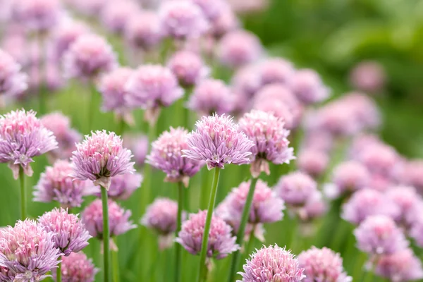 Stock image Allium Schoenoprasum known as Chives