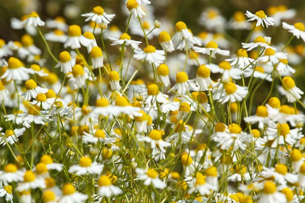 Flores de camomila em um prado — Fotografia de Stock