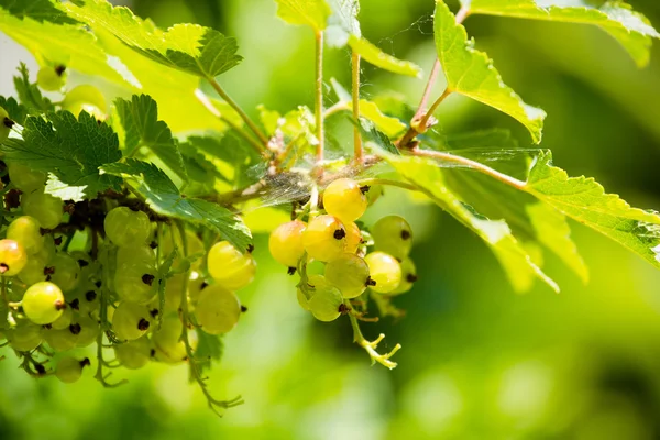 Gröna vinbär gröna vinbär med grunt fokus — Stockfoto