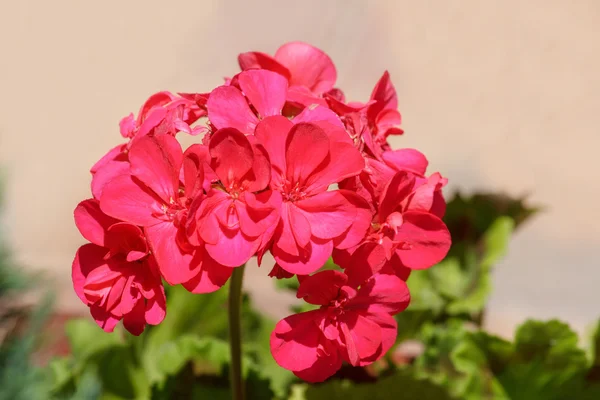 Piękny czerwony kwiat w ogrodzie — Zdjęcie stockowe