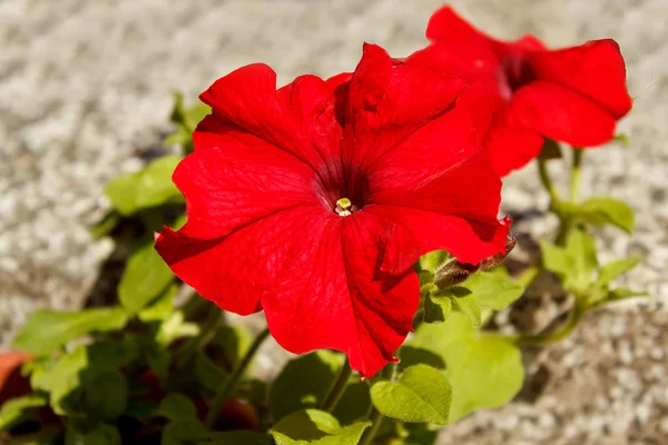 Röd blomma petunia surfinia ven — Stockfoto