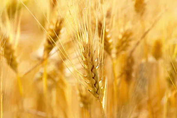 Guld korn på sommaren — Stockfoto