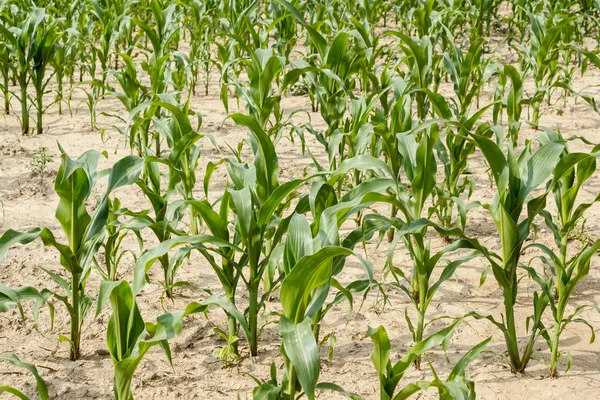 Stock image Green field of corn growing up