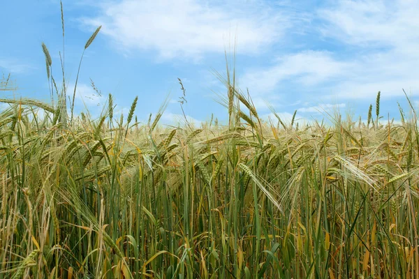 Field of organic green grains — Stock Photo, Image