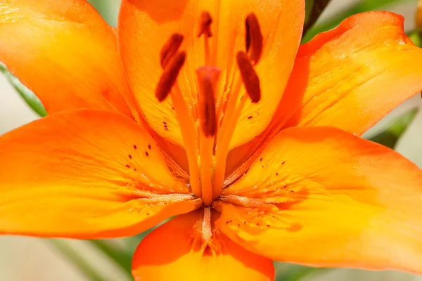 Szczegóły pomarańczowy kwitnienia lilii — Zdjęcie stockowe