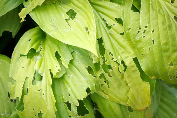 Blätter von Nacktschnecken gefressen — Stockfoto