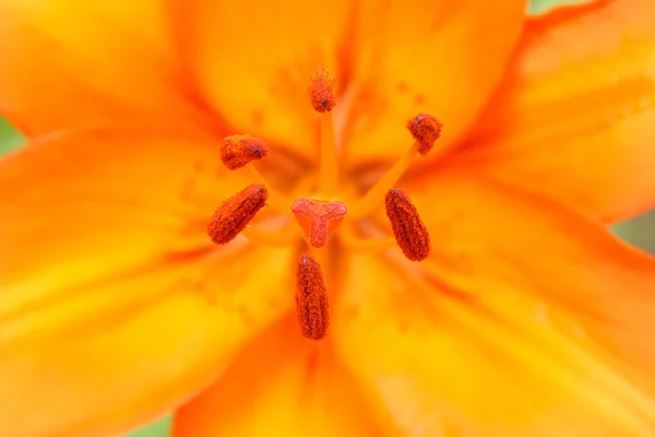 Narancssárga virágos lily részlete — Stock Fotó