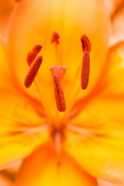 stock image Detail of flowering orange lily