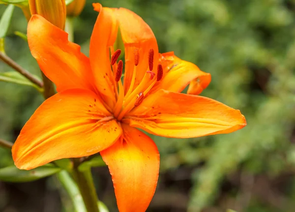 Detail of flowering orange lily — Stock Photo, Image