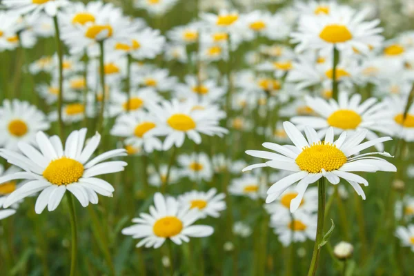 Белые цветы Маргариты — стоковое фото