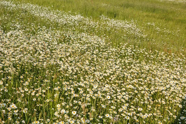 Flores brancas de margarida — Fotografia de Stock