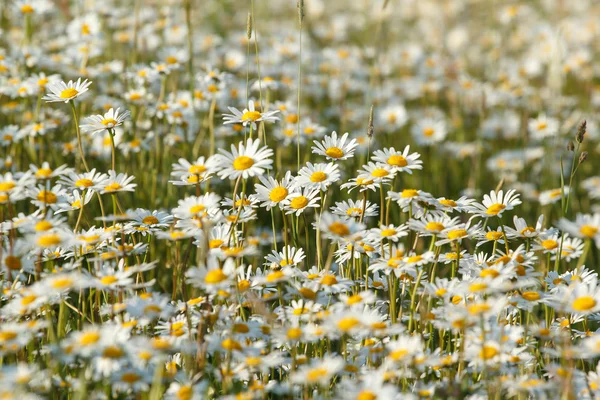 Beyaz marguerite çiçekler — Stok fotoğraf