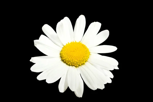 Marguerite λευκά λουλούδια — Φωτογραφία Αρχείου