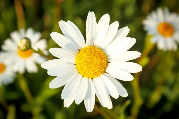 White marguerite flowers — Stock Photo, Image