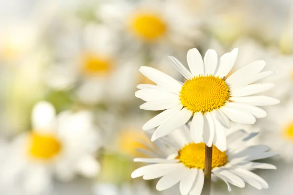 Witte marguerite bloemen — Stockfoto