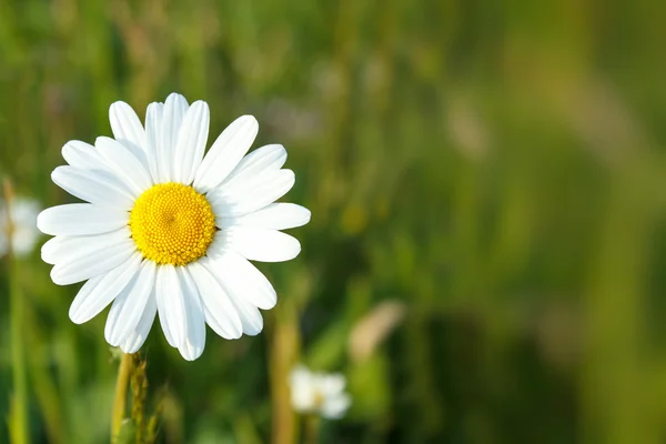 マルグリットの白い花 — ストック写真