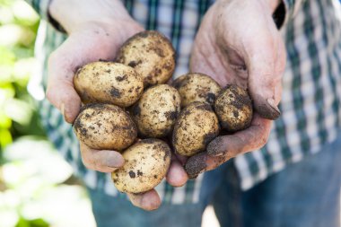 taze patates