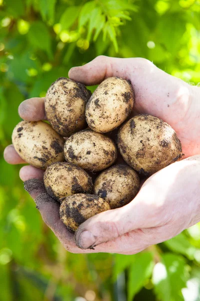 Patatas frescas —  Fotos de Stock