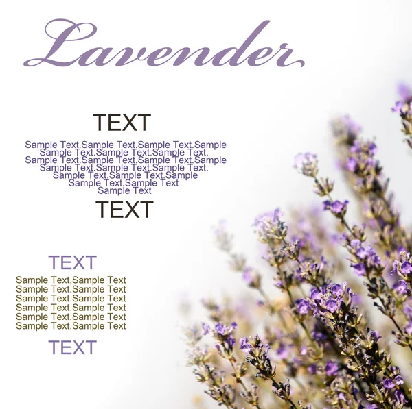 라벤더 — 스톡 사진