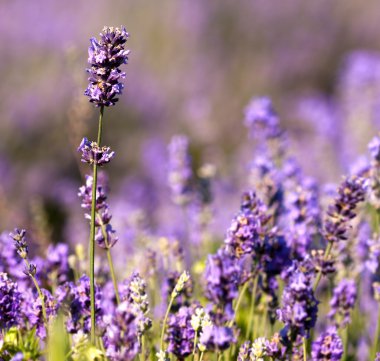 detail van lavendel bloem