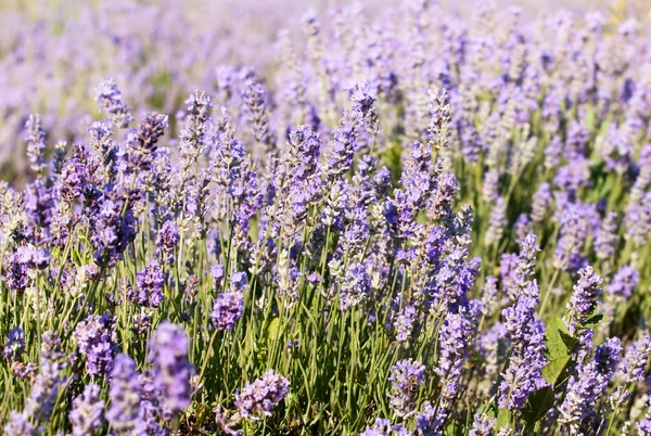 stock image Detail of lavender flower