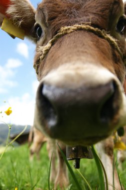 Ein neugieriges kalb - meraklı bir buzağı