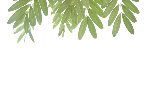 Beyaz izole arka plan olarak yaprak — Stok fotoğraf