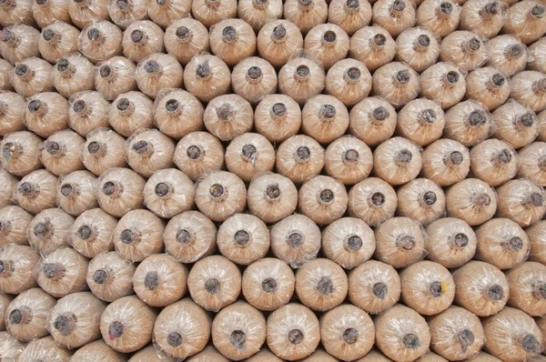 Cilínico cultivo de cogumelos plantação — Fotografia de Stock
